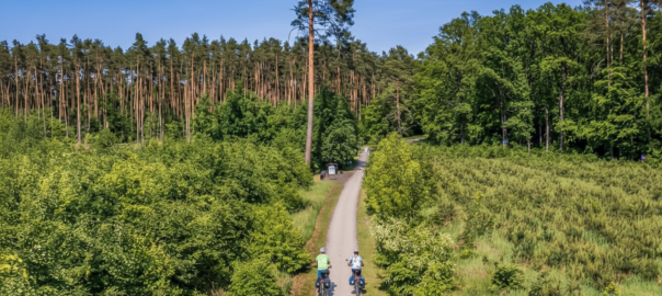 Widok z lotu ptaka: dwóch rowerzystów na e-bike’ach w kaskach jedzie leśną ścieżką rowerową wśród wysokich sosen i zieleni